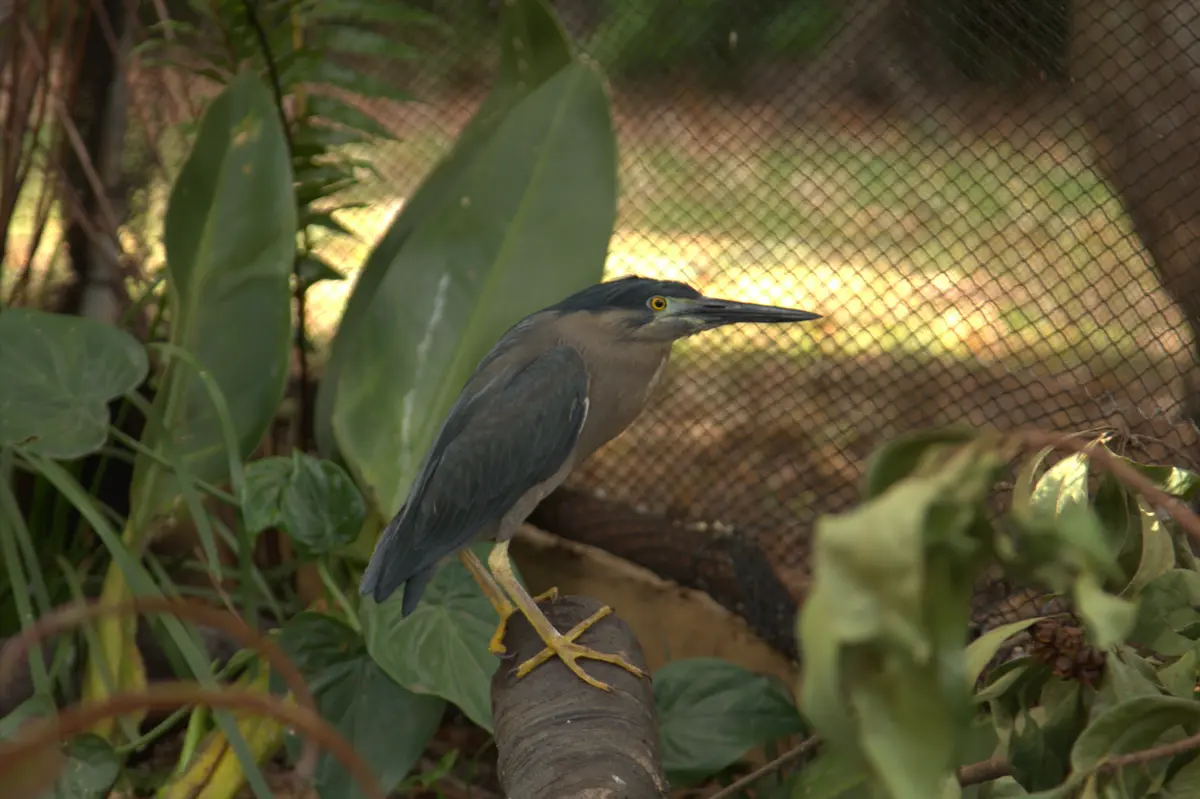 Native Wildlife in Rehabilitation
